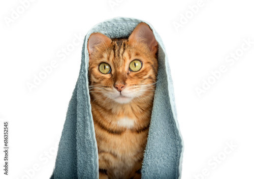 Bengal cat wrapped in a blue towel on a transparent background.