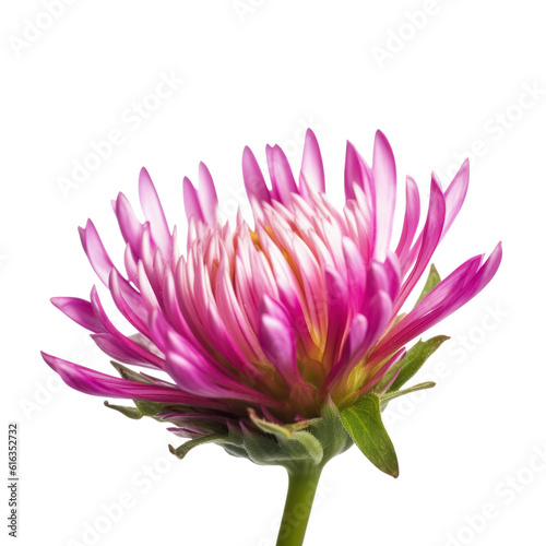 pink dahlia isolated on transparent background cutout
