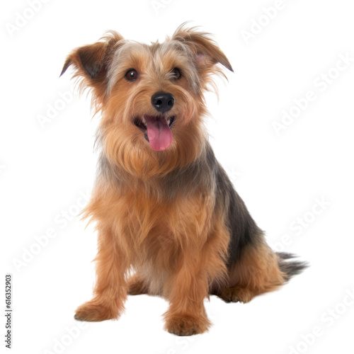 yorkshire terrier puppy isolated on transparent background cutout