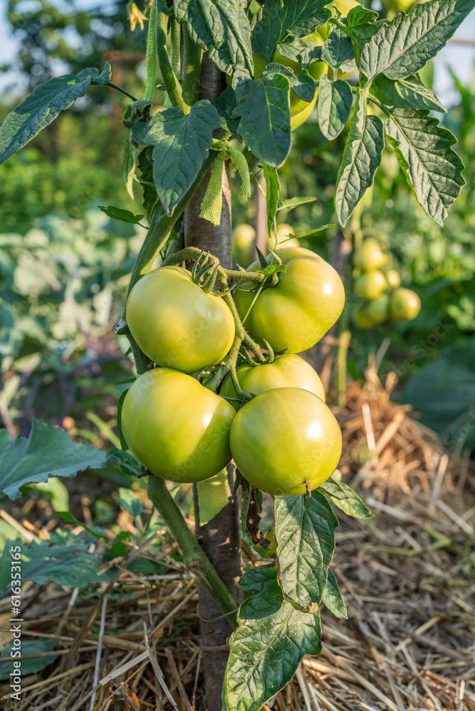 green tomatoes ripen in the garden in the sun. eco vegetables