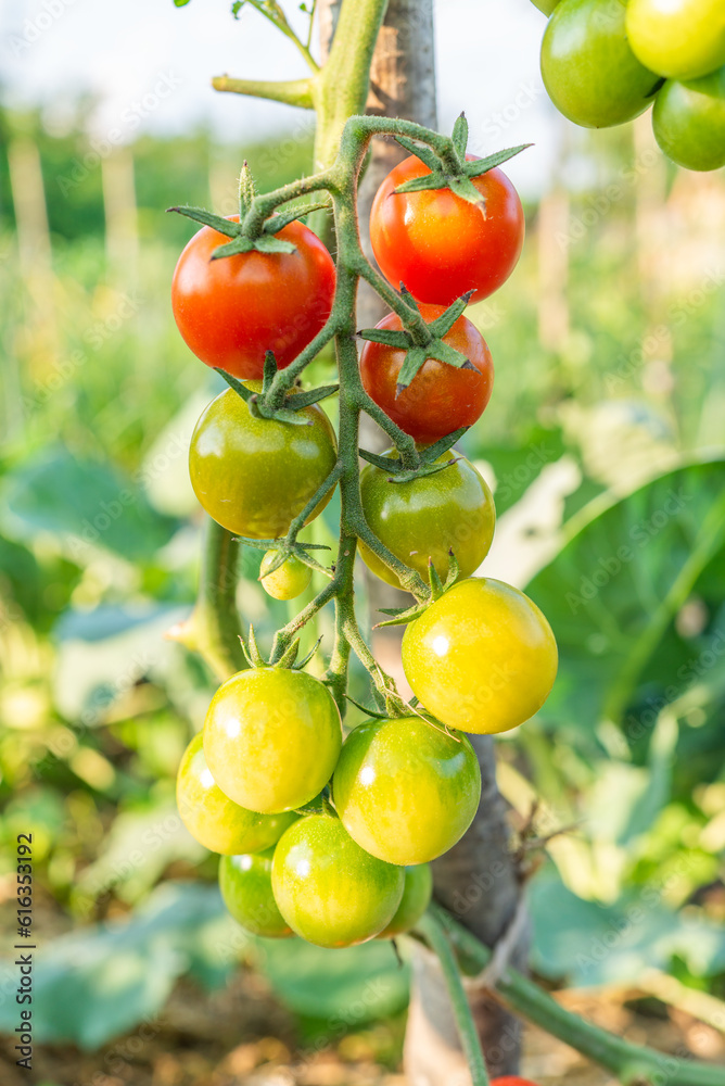 cherry tomatoes ripen in the garden in the sun. eco vegetables vertical photo
