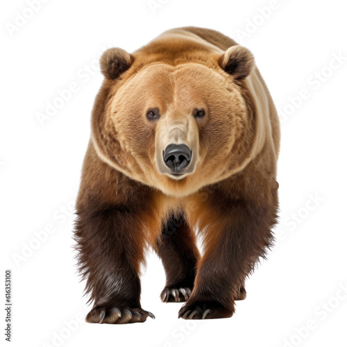 brown bear cub isolated on transparent background cutout