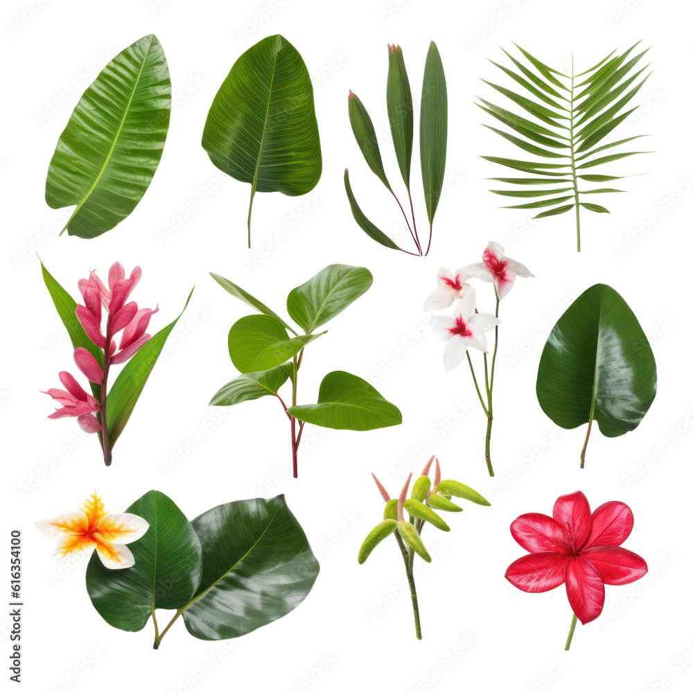 set of leaves isolated on transparent background cutout set of leaves isolated on transparent background cutout