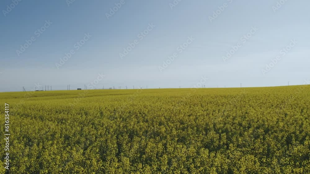Yellow fields, aerial photography of fields with yellow flowers Yellow fields, aerial photography of fields with yellow flowers