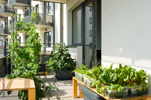 Urban balcony garden with chard, kangkung and other easy to grow vegetables photo