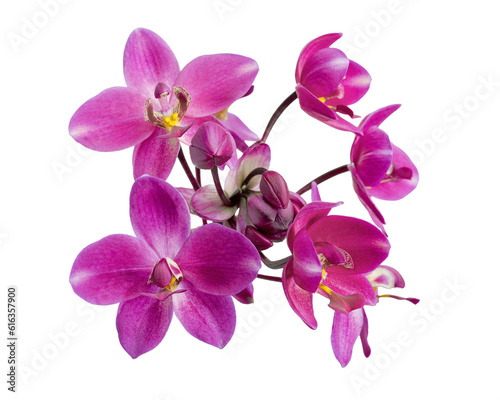 Purple orchid  Philippine ground orchid  Tropical flowers isolated on white background  with clipping path