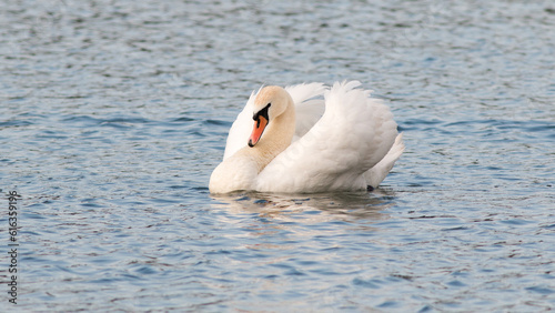 mute swan cygnus olor