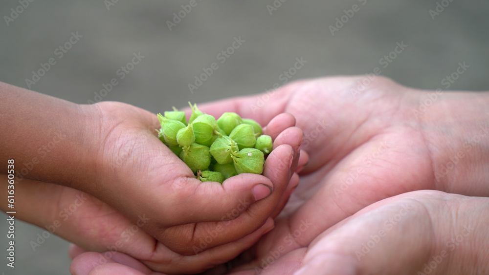 Berry on a Ashwagandha plant, Withania somnifera on woman and child hand Berry on a Ashwagandha plant, Withania somnifera on woman and child hand