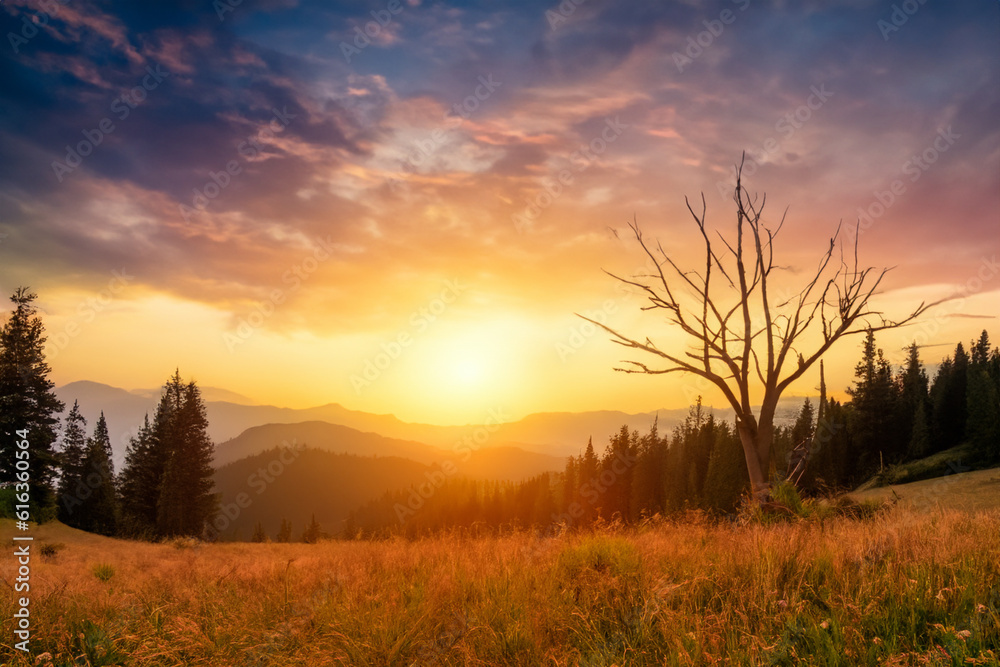 Tranquil sunset over mountain meadow and tree