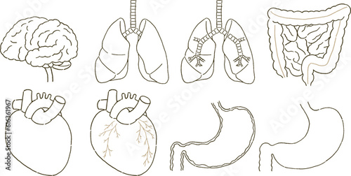 メディカル　シンプルなタッチの内臓の医療イラストレーションセット