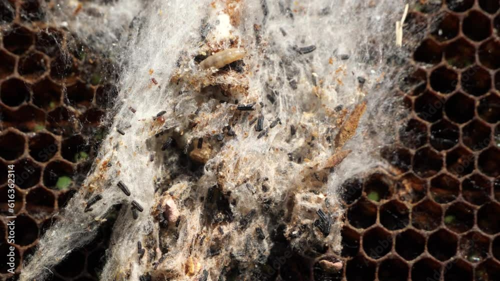 Stockvideo damaged by wax moth. The wax moth multiplies