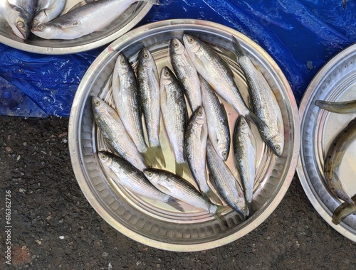 Labeo bata is a fish in genus Labeo. It is in the family Cyprinidae which is widespread in India, Nepal, Bangladesh, Pakistan and Myanmar. It is known as Bhangan in local language in India. photo