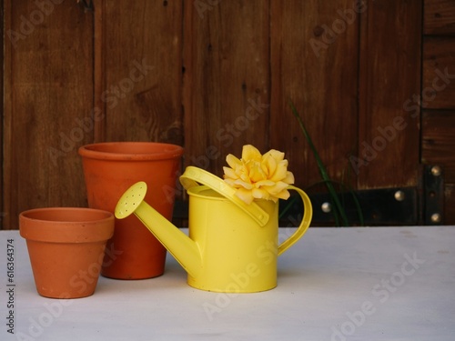 Yellow watering can and roses with terracotta plant pots on background © Angela