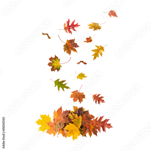 Autumn fall card with falling maple and oak leaves.
