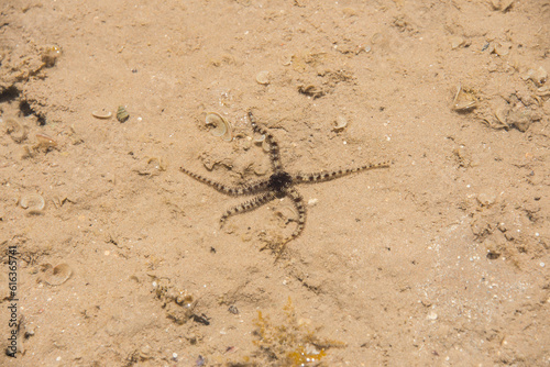 Seestern  Meerestier  Natur  Meer