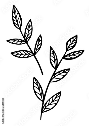 Leaves plant line art simple drawn icon. Wild grass doodle botanical sketch. Vector illustration isolated on white background. Organic hand drawn element image. © Irina