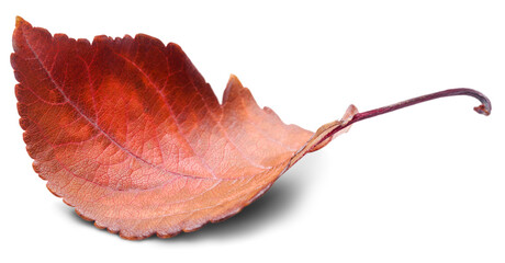 Collection of colored fallen autumn leaves on the desk