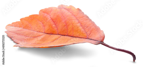 Collection of colored fallen autumn leaves on the desk