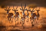 Graceful Gazelles Elegant Antelopes