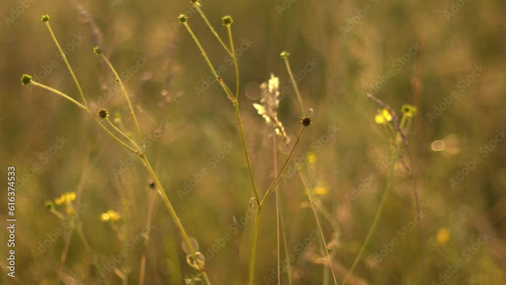 Tall grass growing in golden summer sunshine sunset Tall grass growing in golden summer sunshine sunset