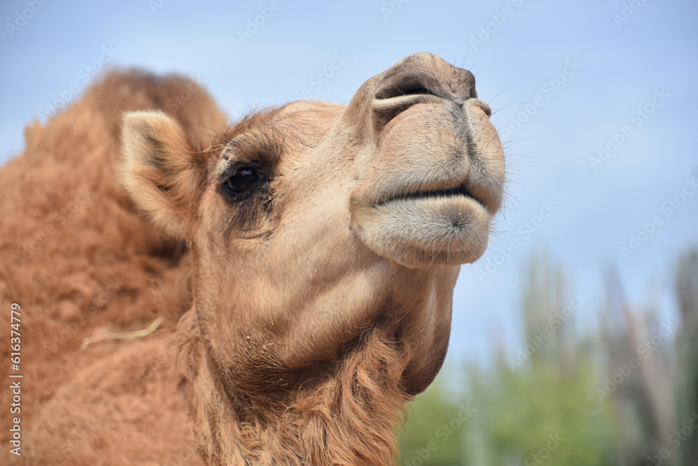Fototapeta premium Close Up with a Dromedary Camel in the Desert