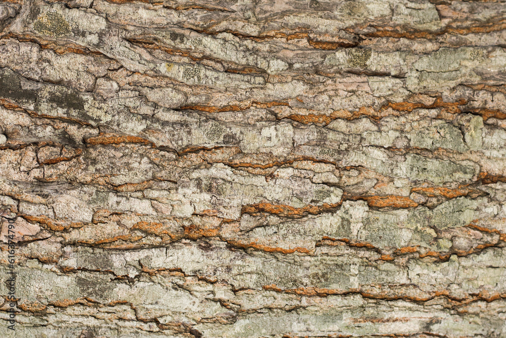 Tree bark background texture, Seamless texture from tree Tree bark background texture, Seamless texture from tree