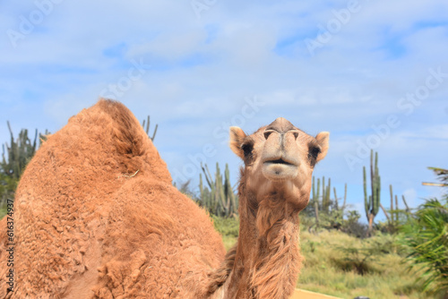 Curious and Inquisitive Camel in the Desert