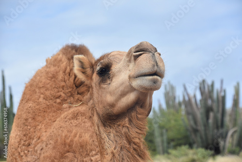 Amazing Look into the Face of a Camel