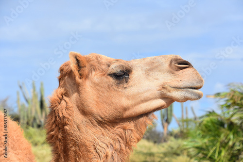 Side Profile of a Dromedary Camels Head