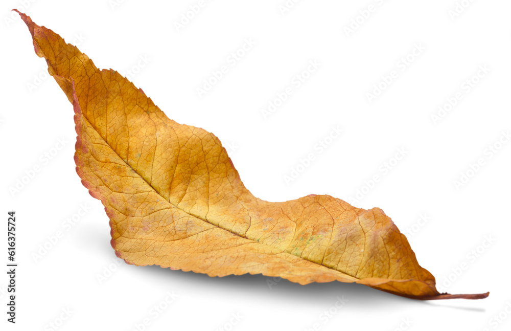 Collection of colored fallen autumn leaves on the desk