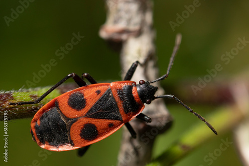 red bug on a branch