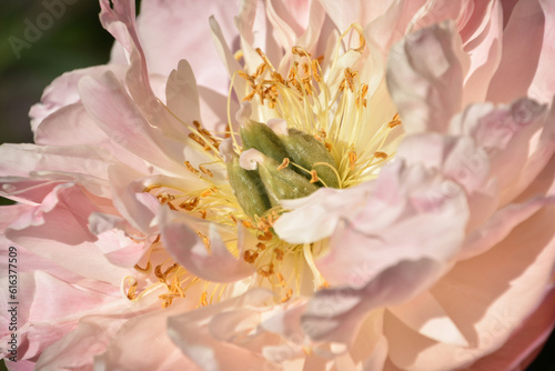 Stunning Look into the Center of a Pale Peony