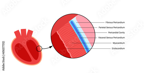 Heart wall anatomy