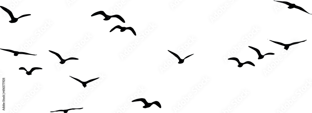 Fototapeta birds in flight