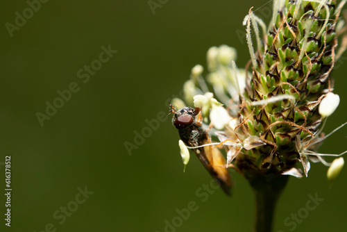 Close-up of a hoverfly foraging for food