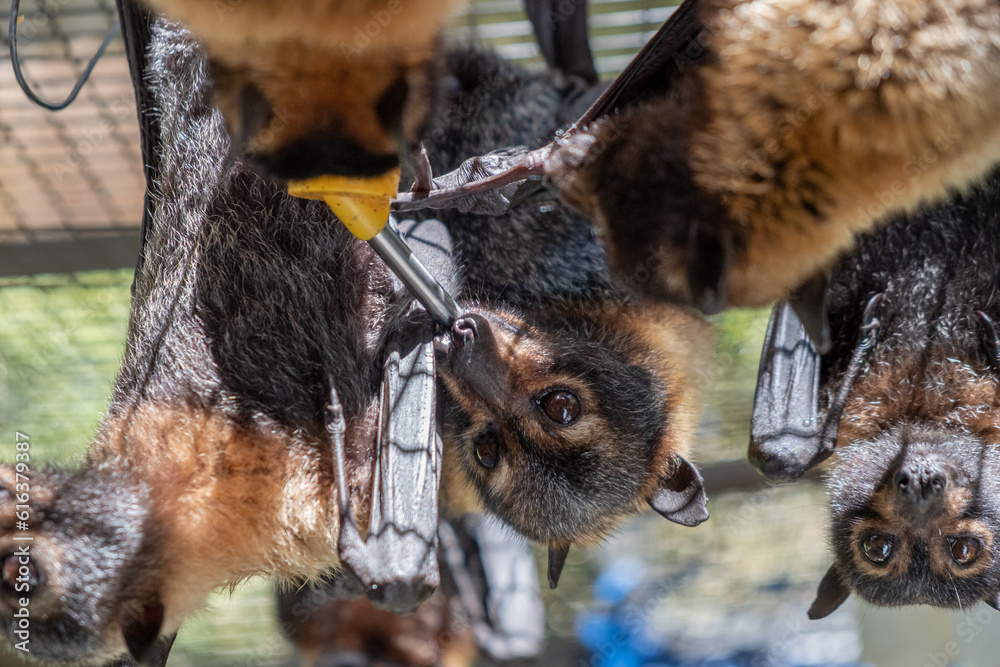 Obraz premium Cute furry flying foxes, bats are feeding milk from a bottle, hanging on the cage in a bat hospital, sanctuary in Australia. Sunny weather