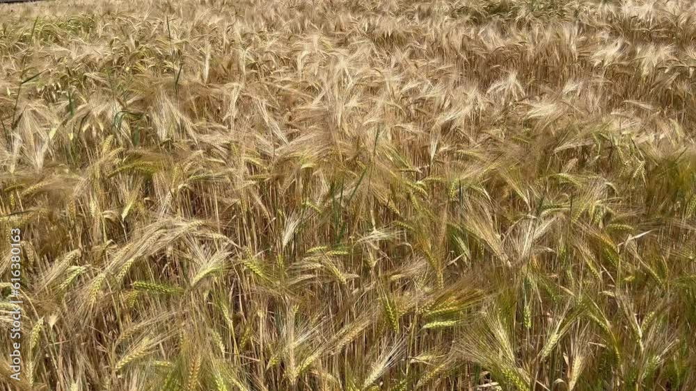 field of golden wheat field of golden wheat
