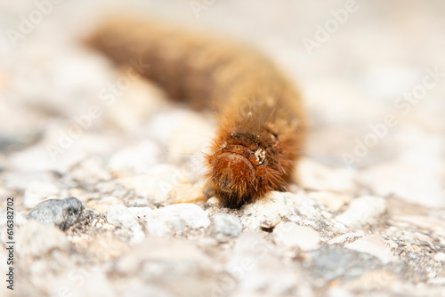 Small brown caterpillar on the ground