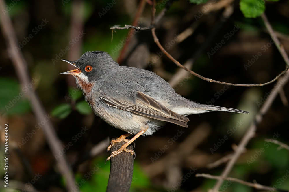 Eastern subalpine warbler // Balkan-Bartgrasmücke (Curruca cantillans) - Peloponnese, Greece Eastern subalpine warbler // Balkan-Bartgrasmücke (Curruca cantillans) - Peloponnese, Greece