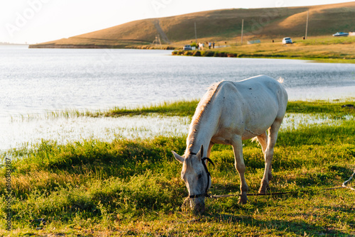 horse in the meadow near the lake photo