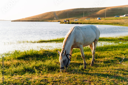 horse in the meadow near the lake