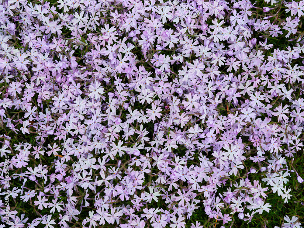 Texture of small bright flowers Texture of small bright flowers