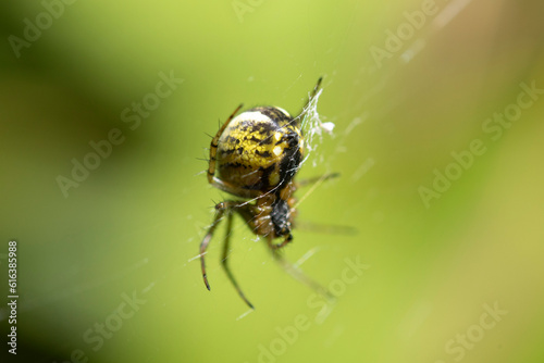 Close-up of a spider on its web