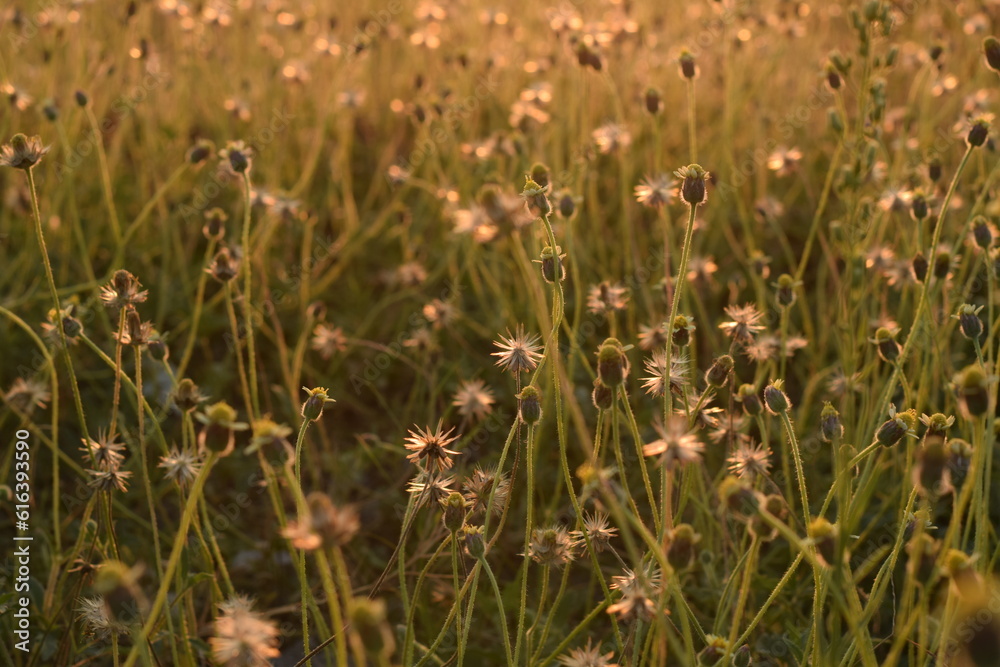 field of flowers