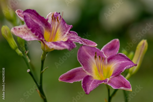 紫色のユリの花 © RS