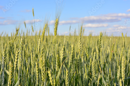 wheat field with blue sky and clouds on background  close up