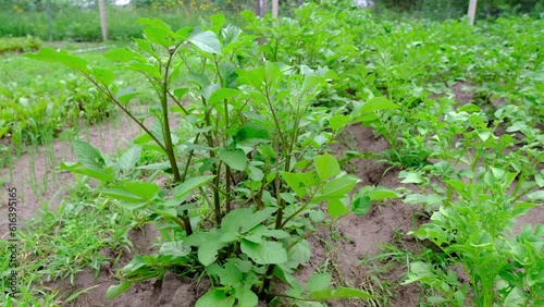 Slow motion of potato plants growing organically in the vegetable pesticide free garden while moving camera forward. photo