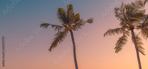 Happy positive energy summer nature background. Closeup coconut palm trees soft sunset sky. Pastel colorful natural landscape. Panoramic vacation wallpaper exotic idyllic forest. Mediterranean foliage