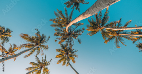 Happy positive energy summer nature background. Closeup coconut palm trees soft sunset sky. Pastel colorful natural landscape. Panoramic vacation wallpaper exotic idyllic forest. Mediterranean foliage