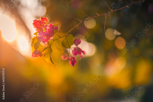 Abstract peaceful ecology landscape. Sun rays flowers inspire. Dream sunset love blooming floral macro. Beautiful nature closeup bougainvillea flowers natural green lush foliage blur summer background